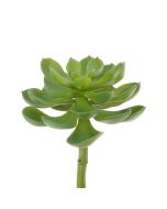 Succulent - Desert Pick 23cm Dark Green