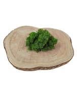 Reindeer Moss (Icelandic Moss) Medium Green