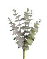 Spiral Eucalyptus Pick 30cm