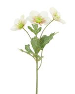 Iced Hellebore Spray 38cm White/Cream
