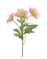Iced Hellebore Spray 38cm Mauve/Pink