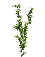 Single Ruscus Spray 90cm