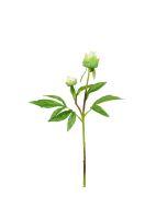 Peony Bud F.T x1 White 48cm