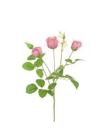 English Cabbage Rose 61cm Mauve