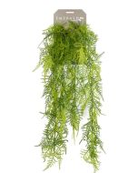 Asparagus Plumosus Hanging Bush 80cm
