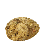 Shells - Abelone Medium 12-15cm x 1pce