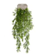 Asparagus Sprengeri Hanging Bush 75cm