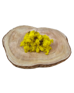 Reindeer Moss (Icelandic Moss) Lemon Yellow