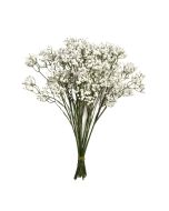 48cm Gypsophila x 12 Stems