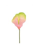 Anthurium 77cm Pink/Green