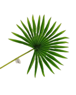 Real Touch Fan Palm Leaf Green 50cm