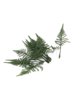 Fern Leaves App 18cm Pack Of 12