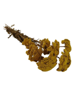 Achillea Filipendulina - Natural - 100g