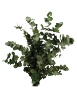 Preserved Spiral Eucalyptus - Green