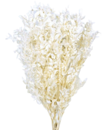 Preserved Ruscus - Bleached White