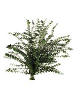 Preserved Baby Eucalyptus - Green