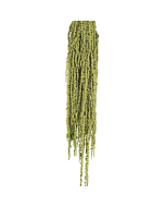 Preserved Amaranthus Caudatus - Green