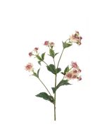 Astrantia Spray - 77cm Pick/Cream