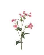Astrantia Spray - 77cm Two Tone Pink