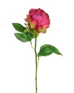 Hybrid Peony Bud 45cm Beauty