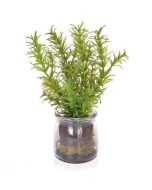 Rosemary In Glass Jar