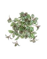 UV Tradescantia Trail - 44cm