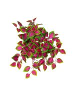 UV Coleus Bush Trail  - 52cm