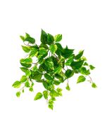 UV Pothos Bush Trail  - 52cm