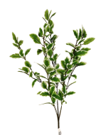 Pittosporum Spray Variagated