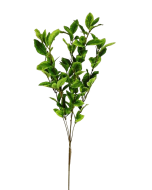 Pittosporum Spray Green