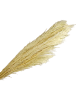 Cana Silvestre x 6 Stems White