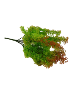 Fish Grass Bush 35cm