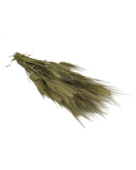 Bearded Wheat Bunch (Dutch)