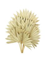Natural Sun Palm (Spear) x 6pcs