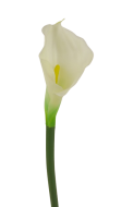 Real Touch Calla Lily 68cm White/Cream