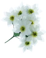 Poinsettia Bush White (7 Heads)