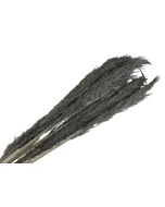 Cana Silvestre x 6 Stems Grey