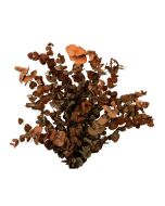 Preserved Spiral Eucalyptus - Red 