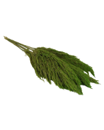 Wild Reed Plume (Pampas) Apple Green x 10 Stems App 75cm