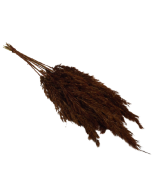 Wild Reed Plume (Pampas) Brown x 10 Stems App 75cm