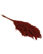 Wild Reed Plume (Pampas) Red x 10 Stems App 75cm