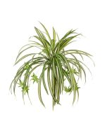 Spider Plant W/8 Babies 48cm