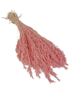 Avena Sativa (Oats) Light Pink x 200g