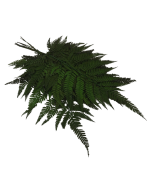Preserved Leather Fern Green x 10ps App 40cm