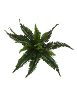 Boston Fern x 16 Leaves 28cm