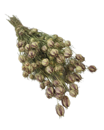 Nigella Pods Natural (Spanish)