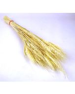 Barley Bleached Bunch