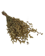 Briza Maxima Natural 50g