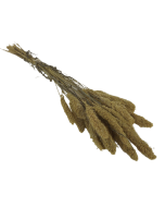 Setaria Mini Bleached Bunch