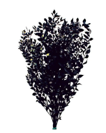 Preserved Ruscus Black